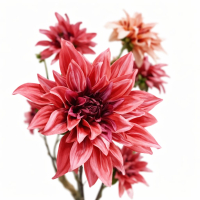 Dahlia Art Tree Pink #2 (Exclusief pot)